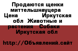 Продаются щенки миттельшнауцера › Цена ­ 20 000 - Иркутская обл. Животные и растения » Собаки   . Иркутская обл.